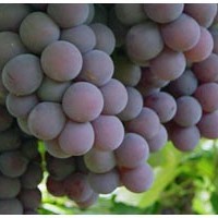 Tannat Varietal