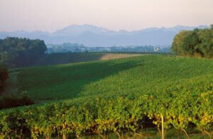 ARM_Vines __ Pyrenees