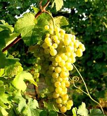 verdicchio2