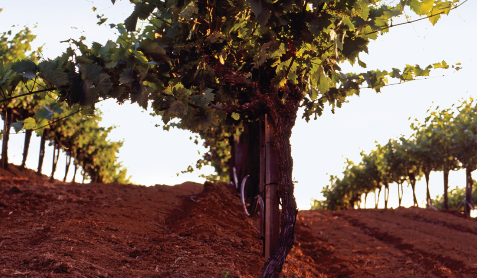 Monte Rosso Vineyards