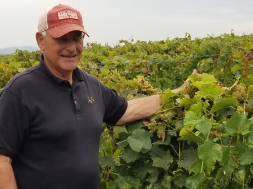 John Landis, Vynecrest Vineyards & Winery
