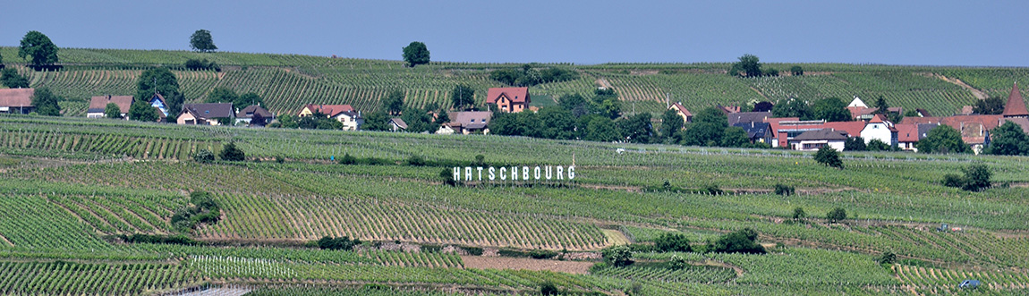 Cattin's Hatschbourg vineyard