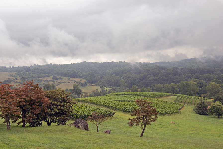 Hardscrabble Vineyard at Linden Vineyards